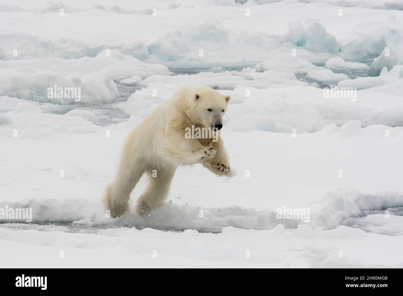 A polar bear mid-leap, Ursus maritimus. North polar ice cap, Arctic ocean Stock Photo