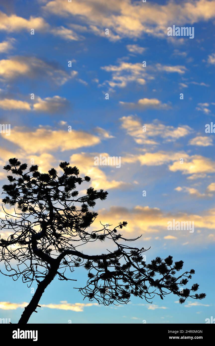 Pine tree silhouette against sunset sky with clouds Stock Photo - Alamy