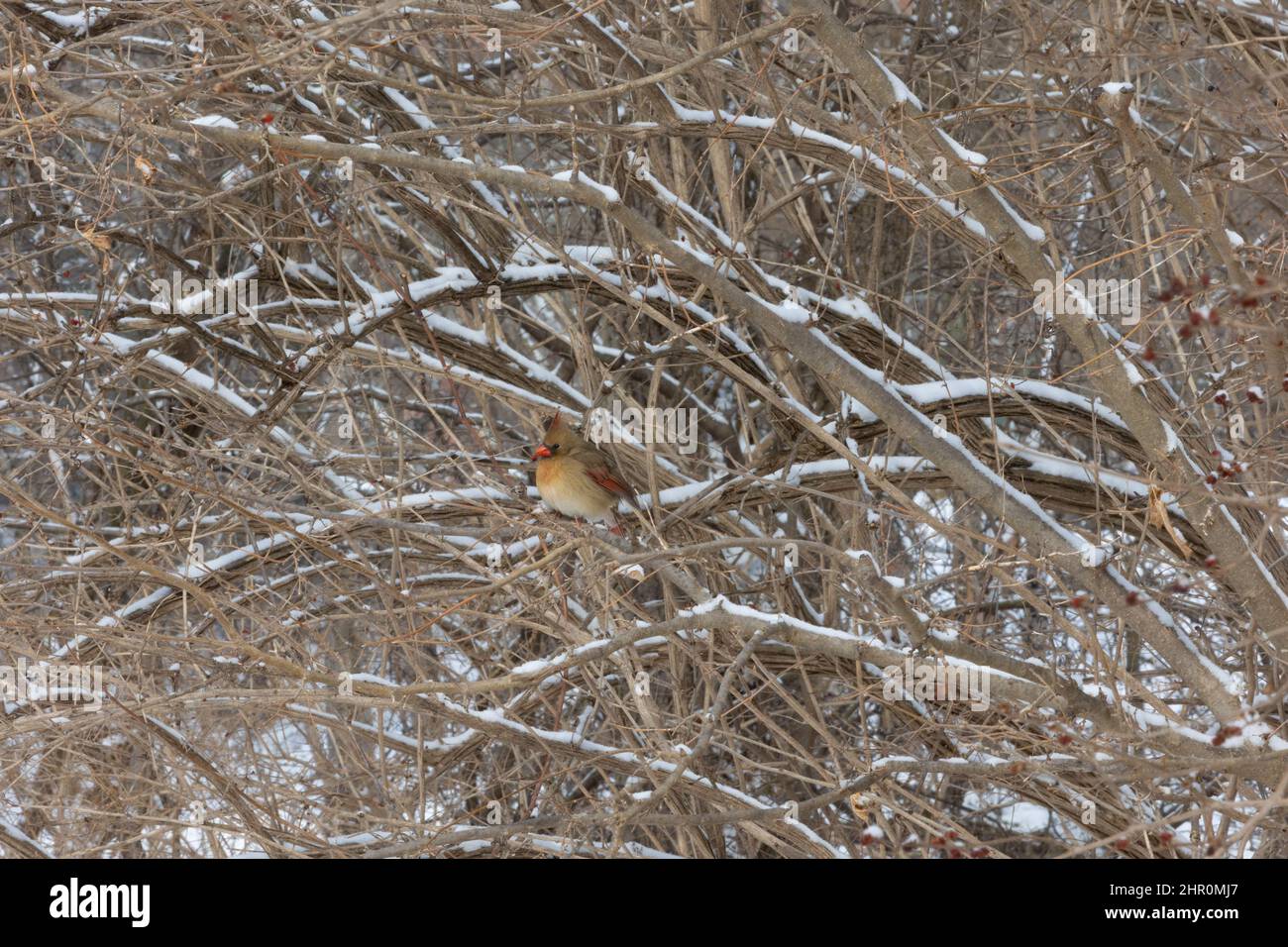 Female cardinal eating berries in winter Stock Photo