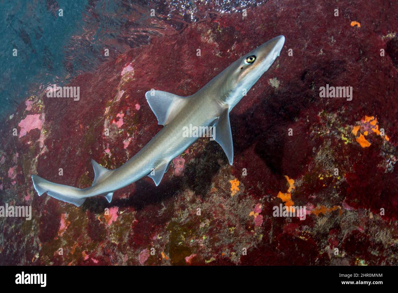 Common smooth-hound (Mustelus mustelus). In the Canary Islands the females approach the coast (in shallow waters) at the end of summer to reproduce. G Stock Photo
