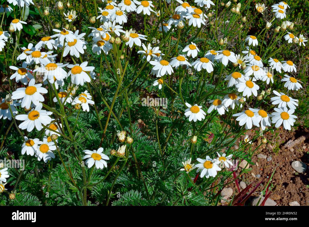 Corymbflower Tansy (Chrysanthemumum corymbosum) in bloom, Habitat: Edges and clearings of deciduous forests, Pyrenees-Atlantiques, France Stock Photo