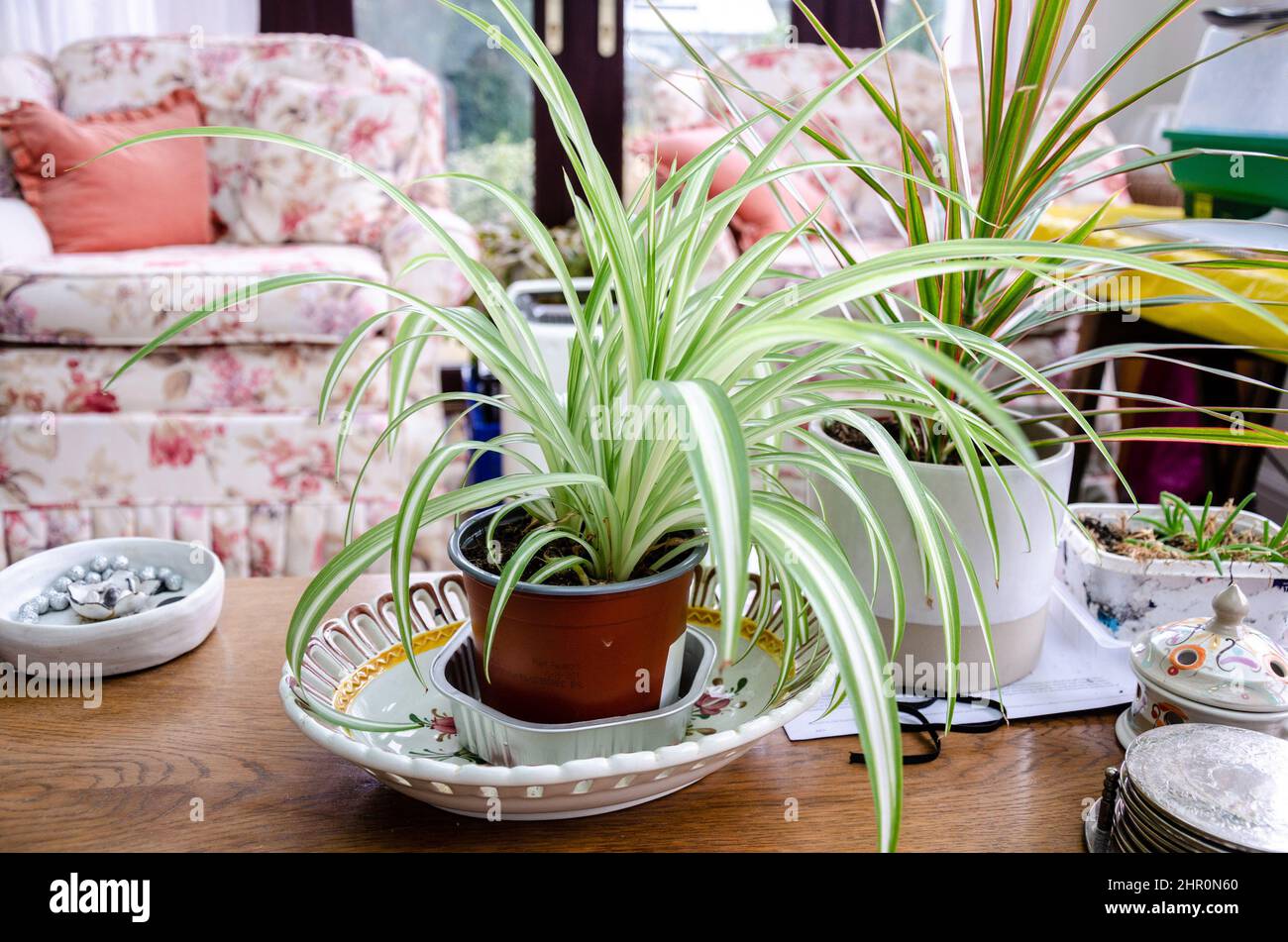 A spider plant and cordyline kept as house plants on a coffee table. Stock Photo