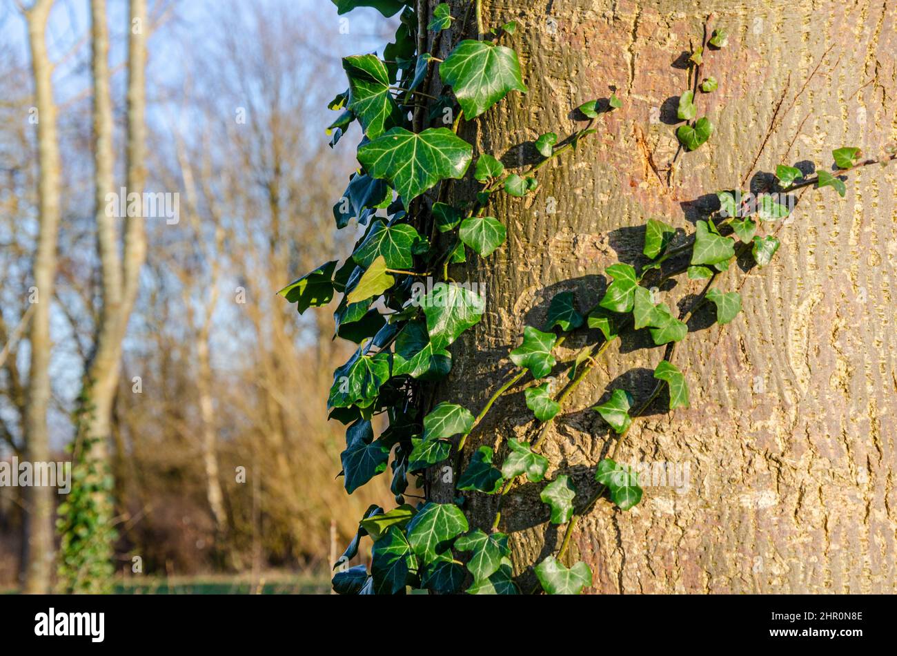 tree trunk with green leaves creeper 25063202 PNG