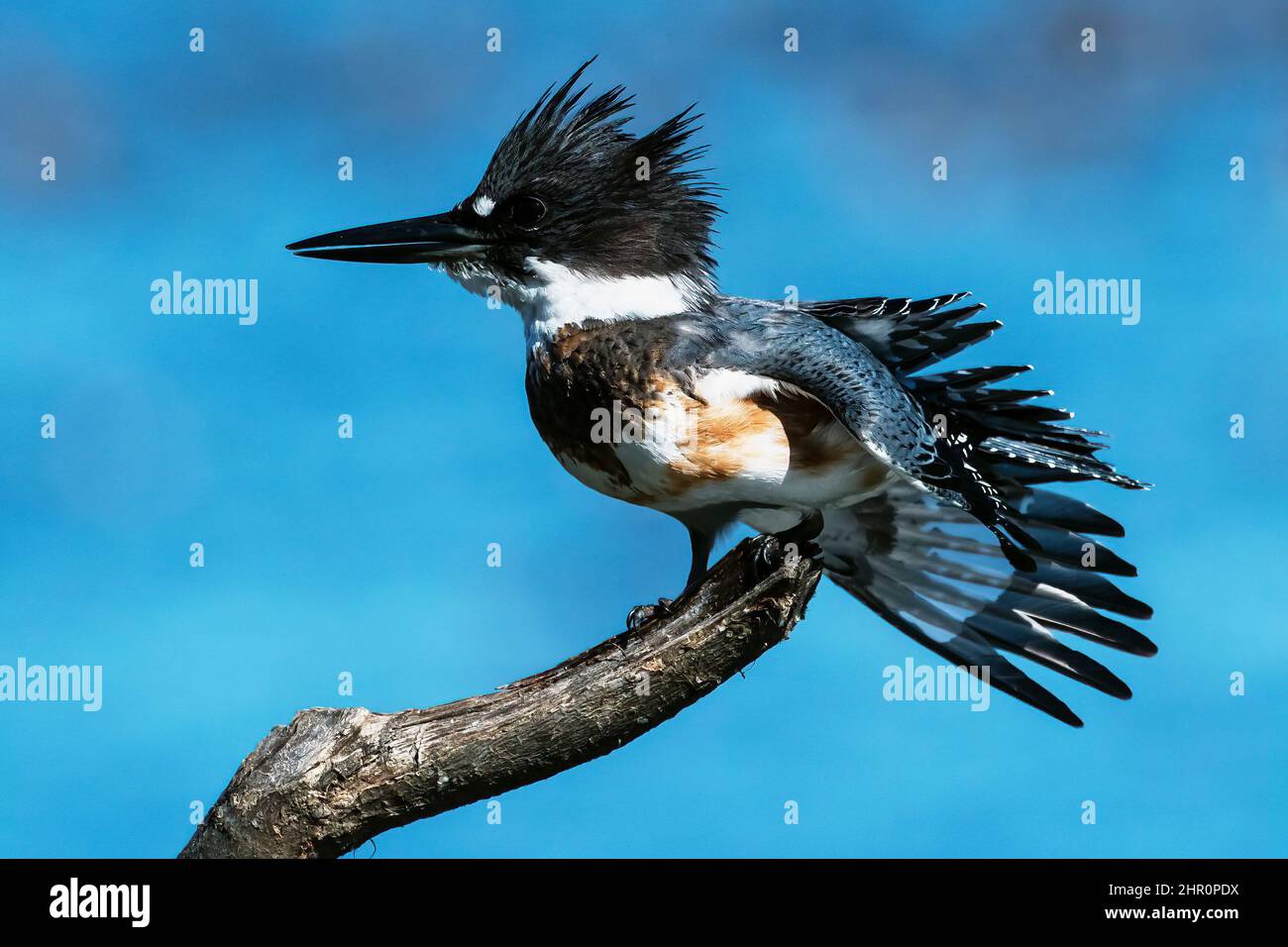 Belted Kingfisher wingstretch Stock Photo