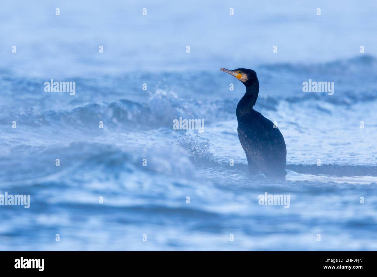 Great Cormorant (Phalacrocorax carbo sinensis), adult standing among the waves, Campania, Italy Stock Photo