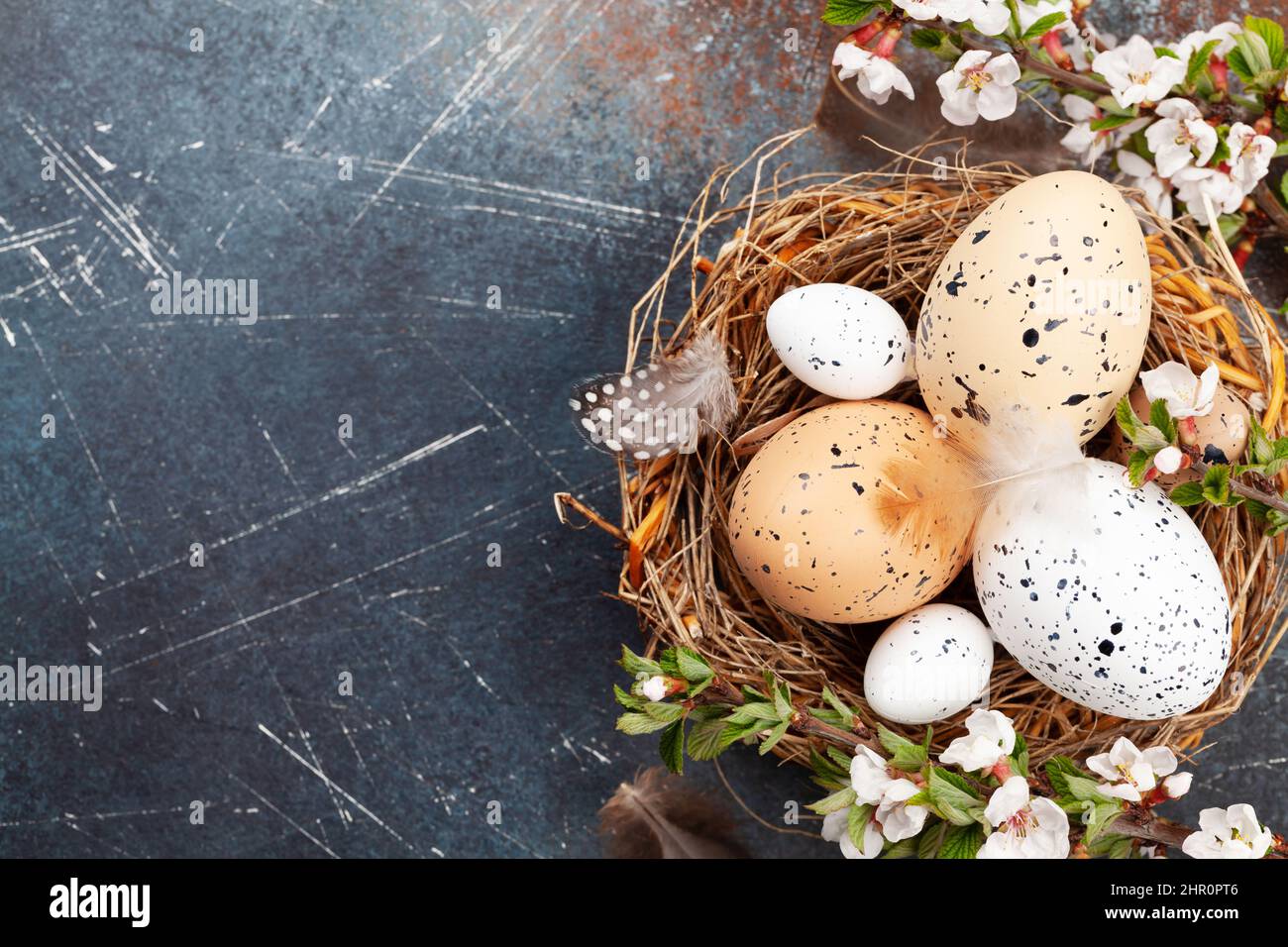 Easter eggs in nest and cherry blossom. Chicken and quail eggs. Spring ...