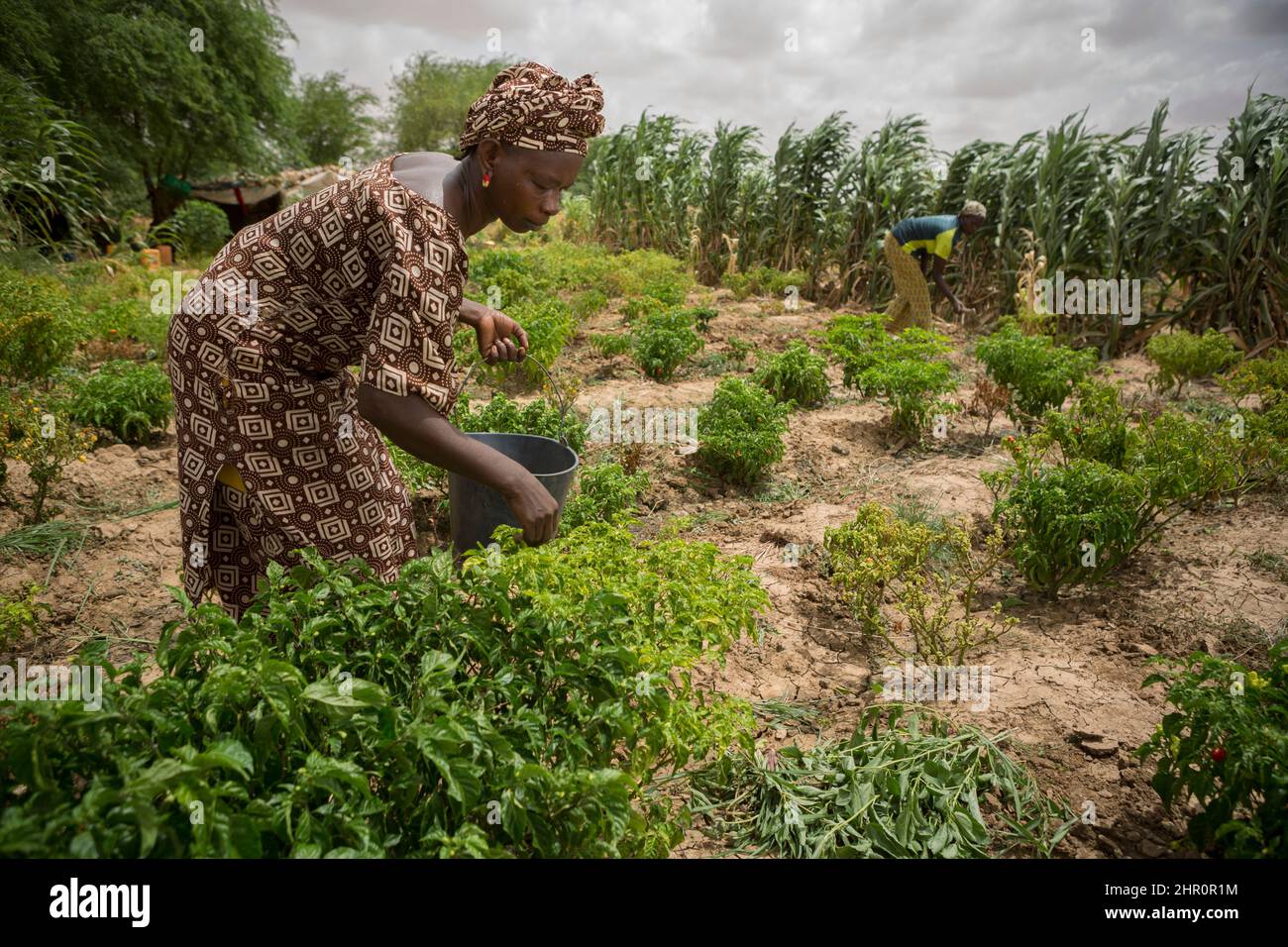An Africa woman harvests produce on her farm in the Senegal River