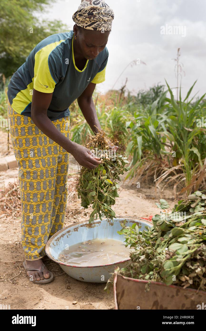 An African woman farmer washes her peanut crop on farm in the Senegal River Valley, northern Senegal, West Africa. Stock Photo