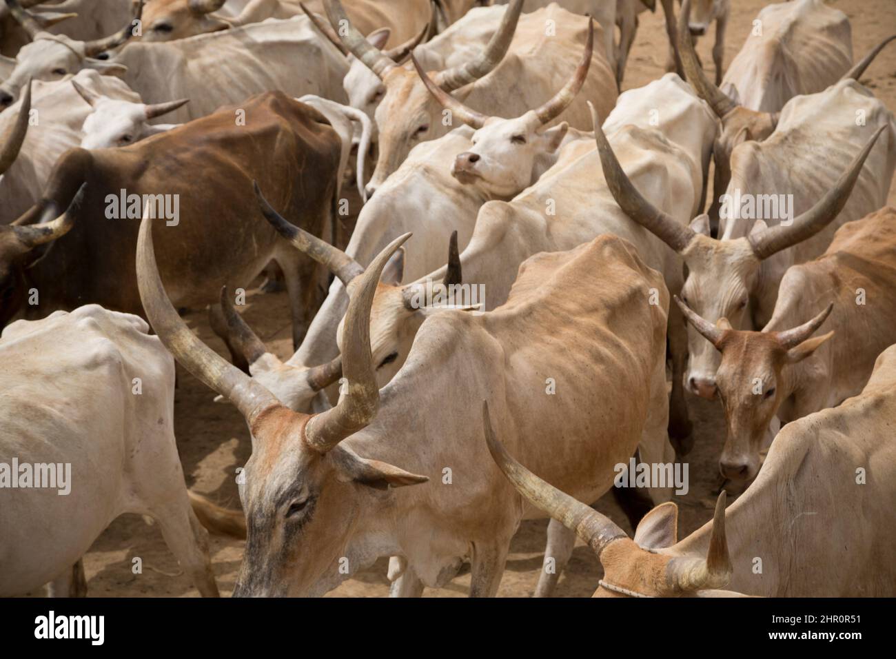 Livestock traffic jam in the Senegal River Delta, Senegal, West Africa. Stock Photo