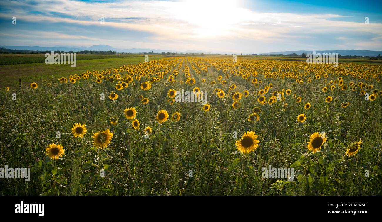 field with blooming sunflowers with a beautiful sunset Stock Photo