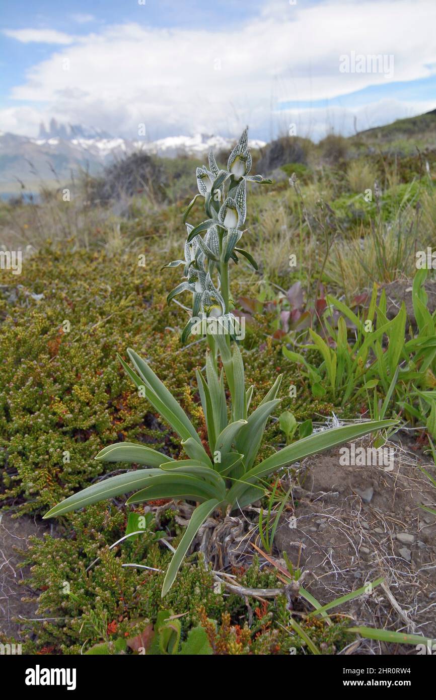 Magellan Orchid (Chloraea magellanica), Spring flowering, Torres del Paine National Park, XII Magallanes Region and Chilean Antarctic, Chile Stock Photo