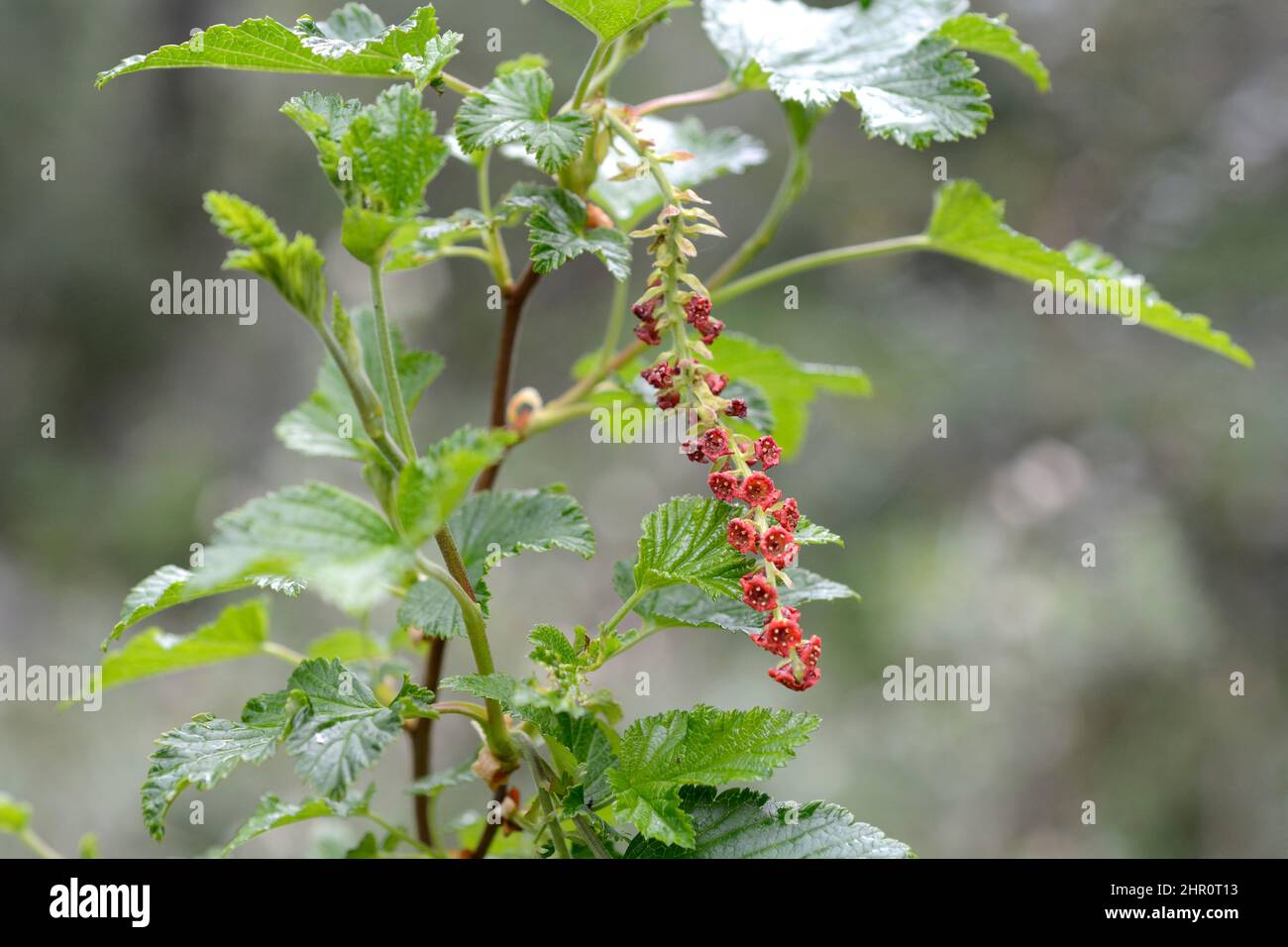 Patagonian currant (Ribes magellanicum), Uvilla or Parilla, Grossulariaceae, Inflorescences in spring, Reserva Nacional Laguna Parrillar, XII Region M Stock Photo