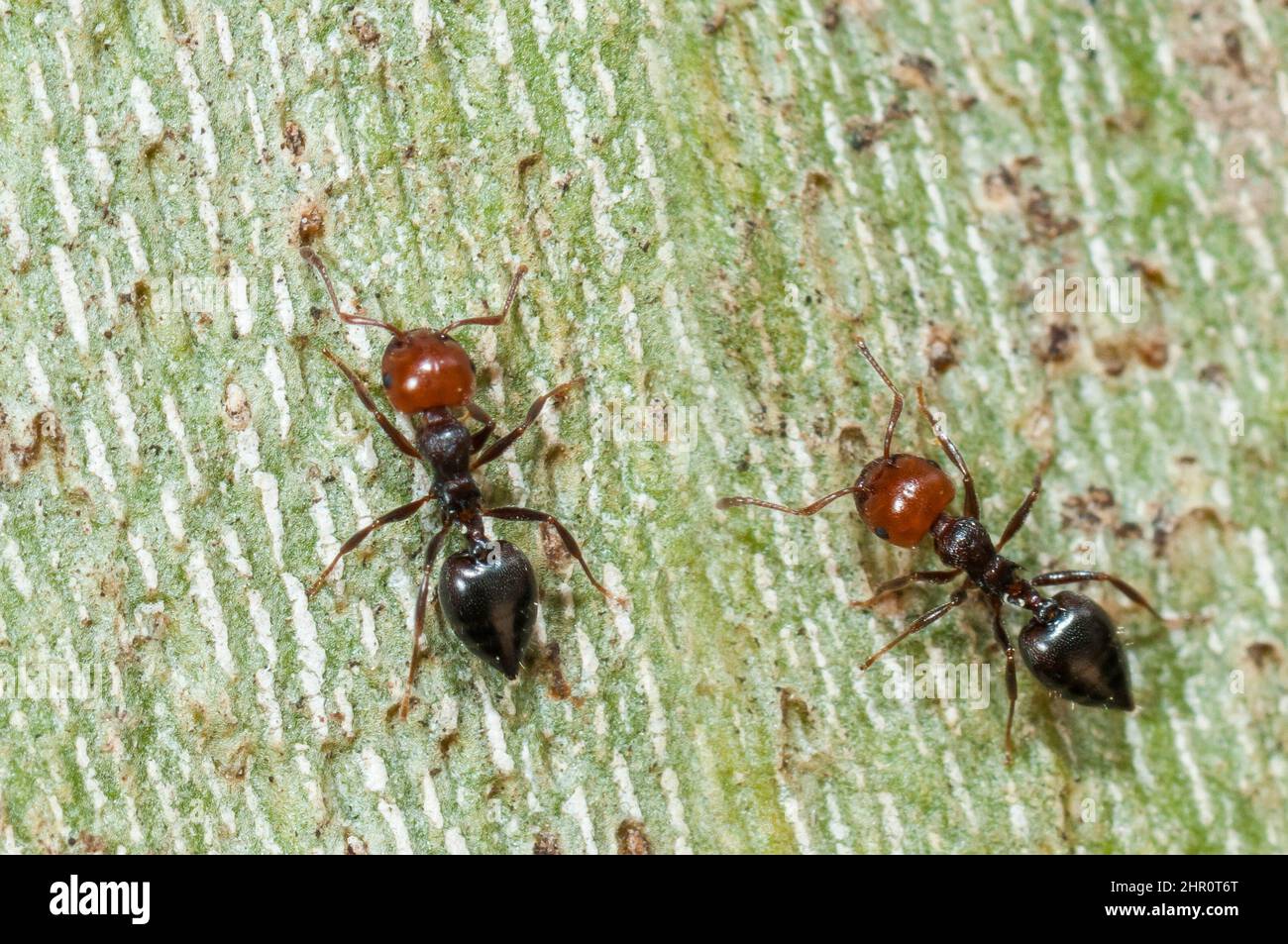 Ant (Crematogaster scutellaris) on bark, Ardeche, France Stock Photo