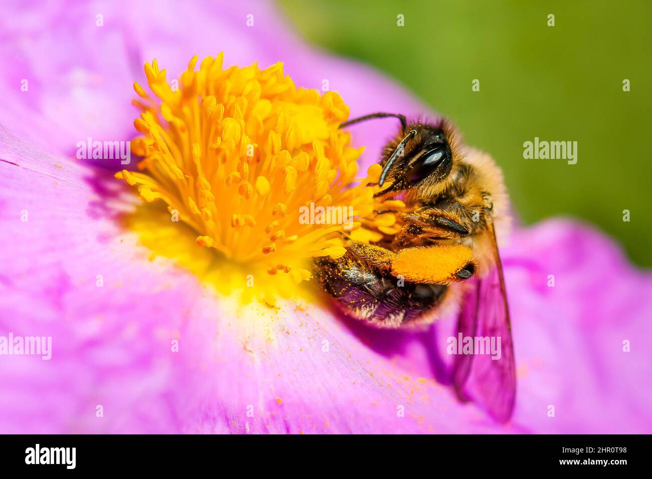 Honey bee (Apis mellifera) on Grey-leaved cistus (Cistus albidus) flower, Ardeche, France Stock Photo