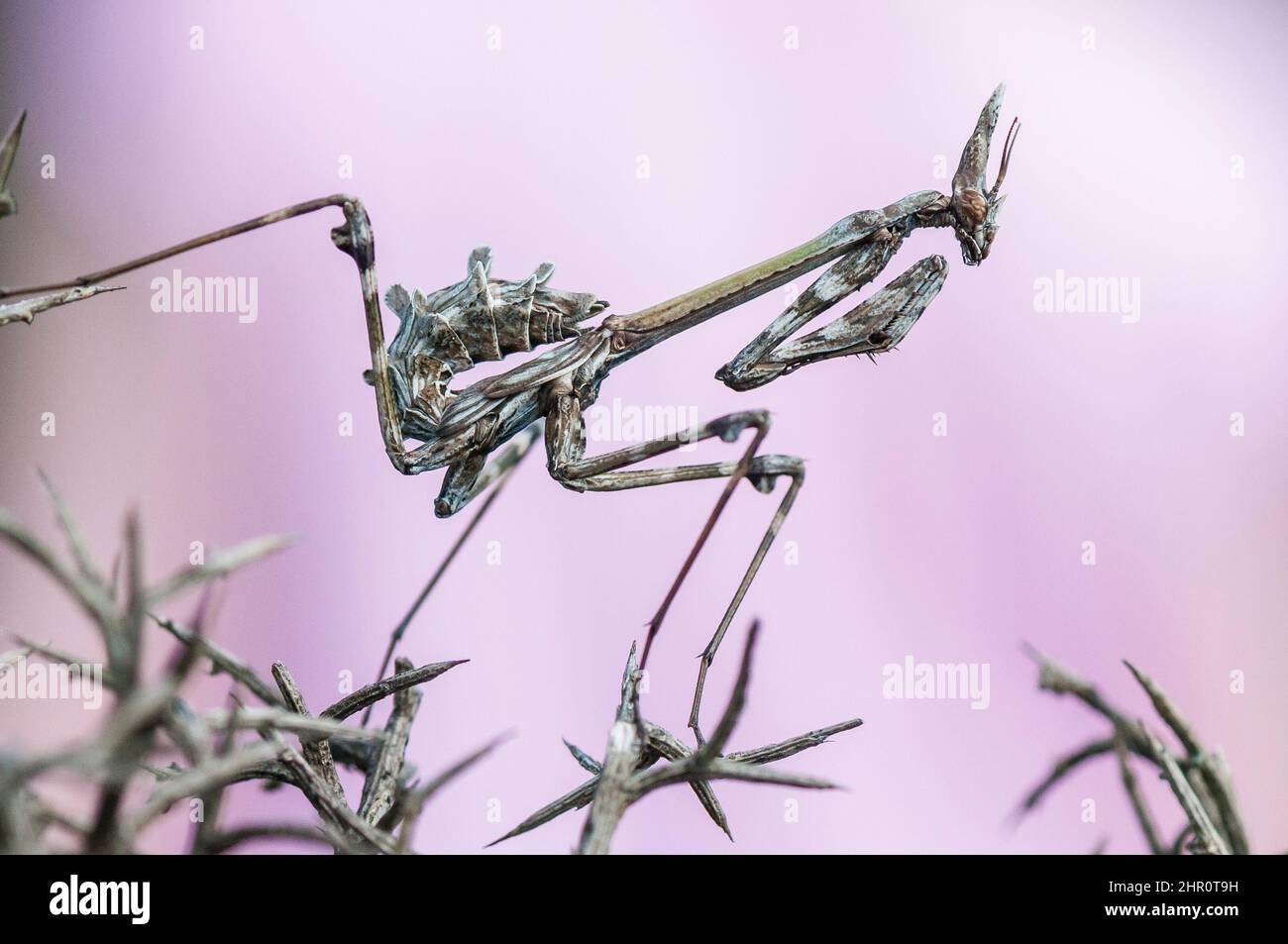 Conehead Mantis (Empusa pennata) on thorns, Ardeche, France Stock Photo