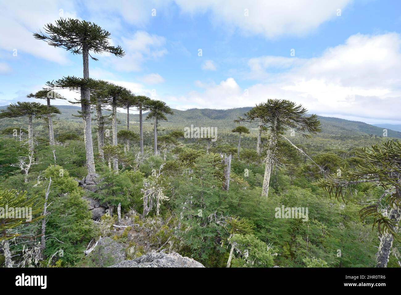 Monkeypuzzle tree (Araucaria araucana) forest, Cerro Anay, Nahuelbuta National Park, IX Region of Araucania, Chile Stock Photo