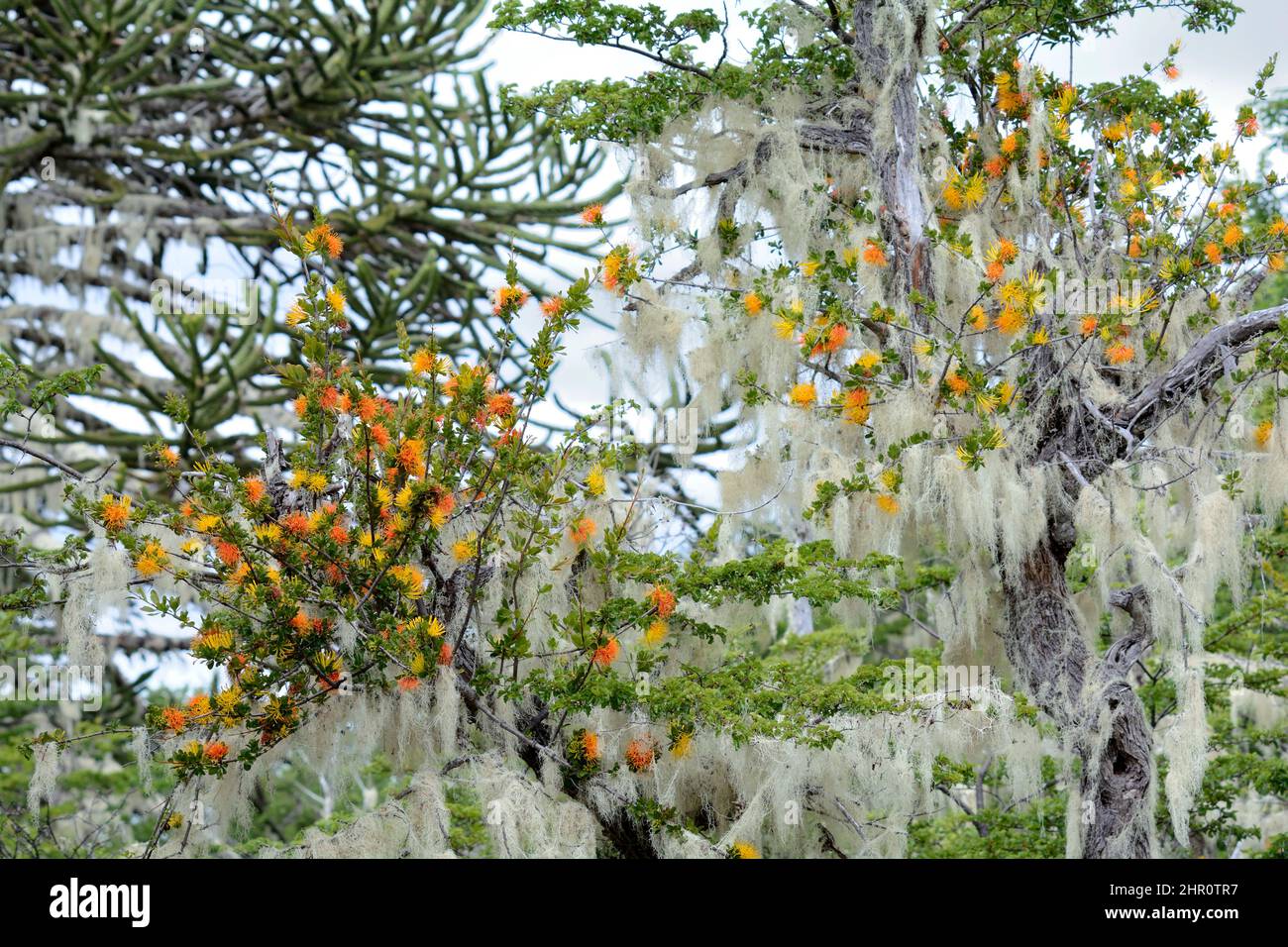 Quintral amarillo (Desmaria mutabilis), hemiparasitic plant of Nothofagus sp., in bloom with lichens, Nahuelbuta National Park, IX Region of Araucania Stock Photo