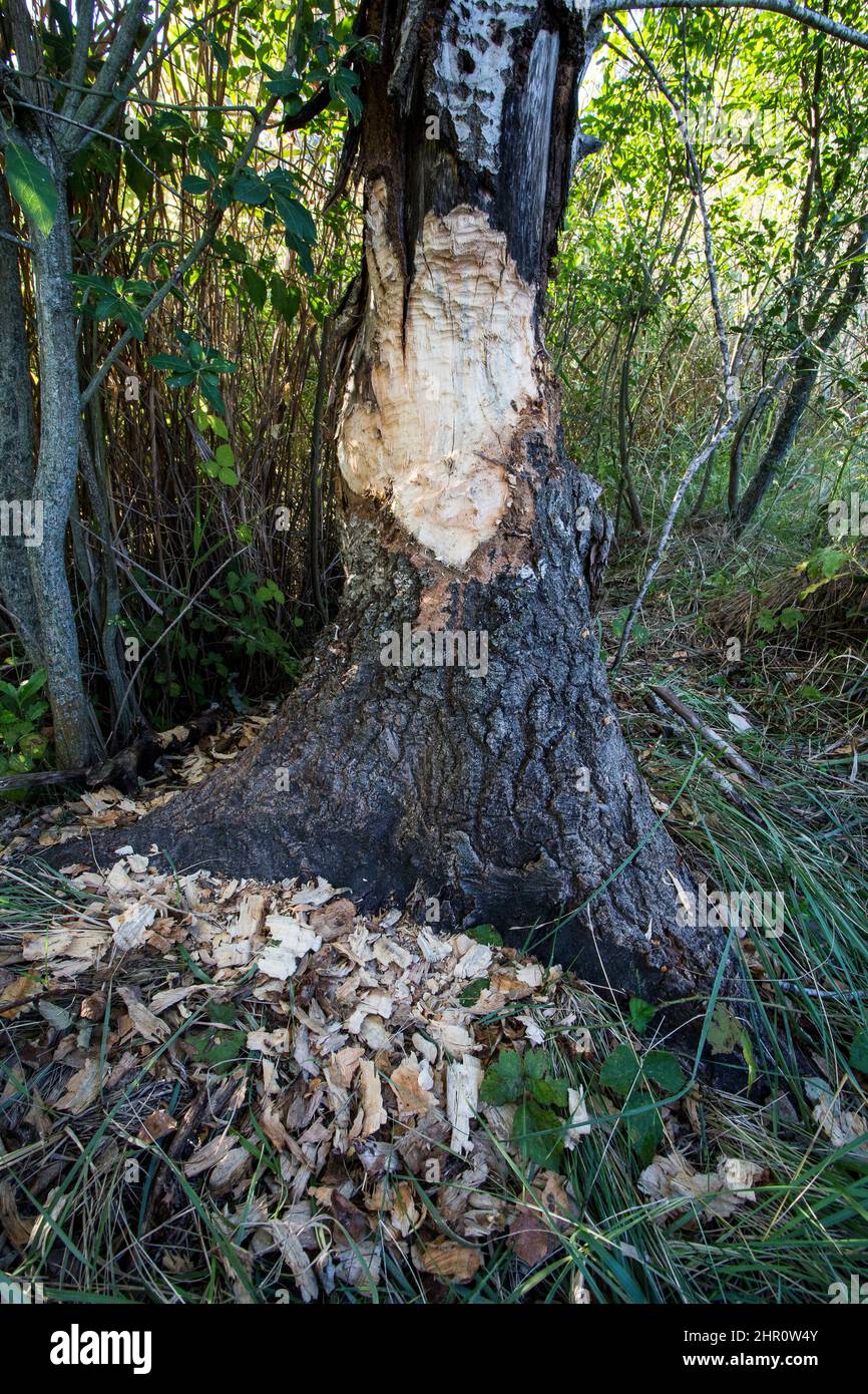Trunk gnawed by a beaver, Durance Valley, Bouches-du-Rhone, France Stock Photo
