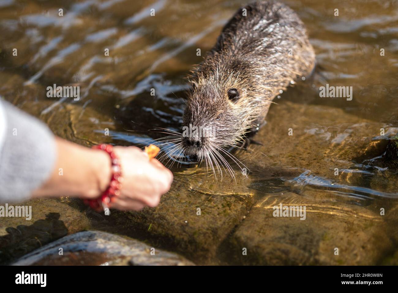 Nutria, with river city habitat near Charles bridge, Vltava, Prague ...