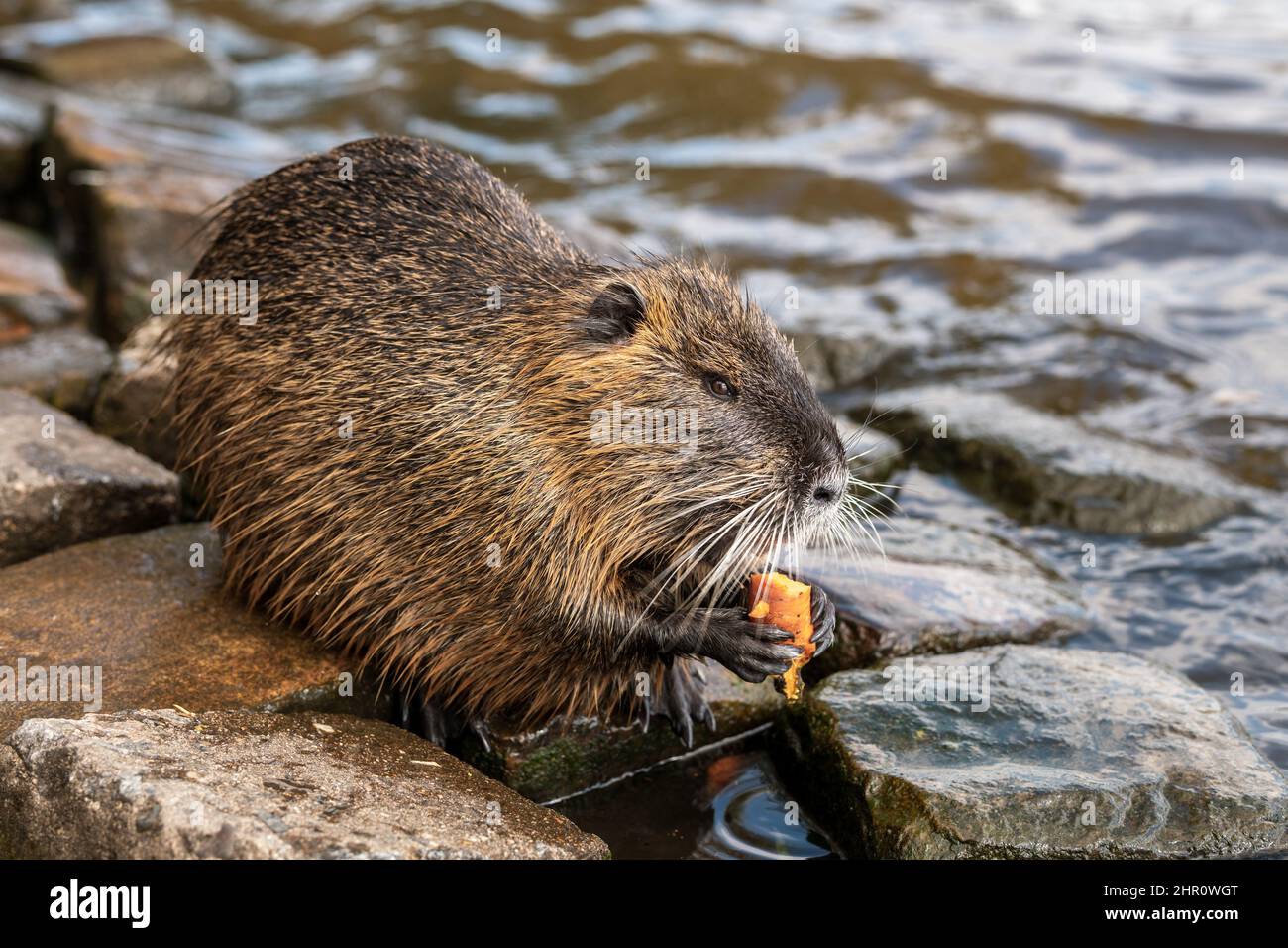 Nutria, with river city habitat near Charles bridge, Vltava, Prague ...