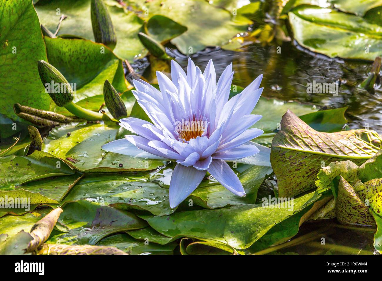 Purple Water Lily And Lily Pads Floating In A Pond Taken At The Botanical Garden On The Island Of Ischia Italy Stock Photo Alamy