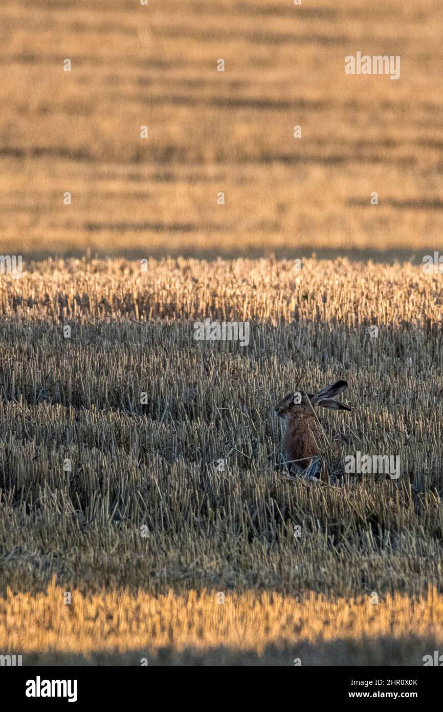 Brown Hare (lepus europaeus) in harvested arable field Stock Photo