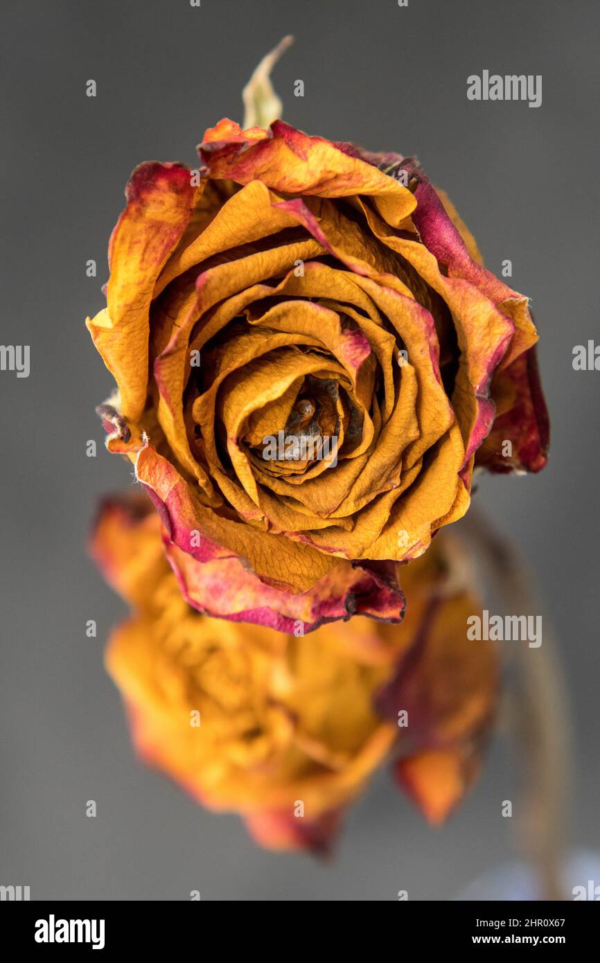 Dried rose Stock Photo