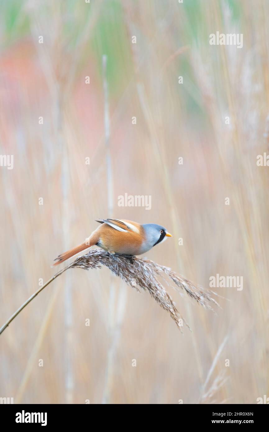 Bearded reedling (Panurus biarmicus) in a reedbed in winter, Pas de Calais, France Stock Photo