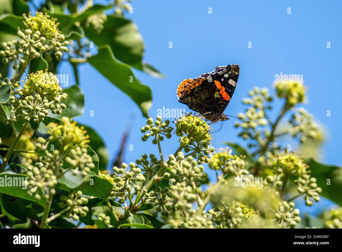 Red Admiral butterfly (Vanessa atalanta) feeding on ivy flowers (Hedera helix) Stock Photo