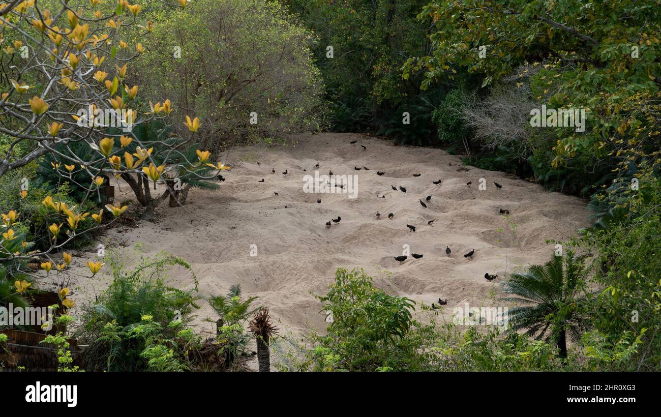Maleo (Macrocephalon maleo) nesting site, Central Sulawesi Stock Photo