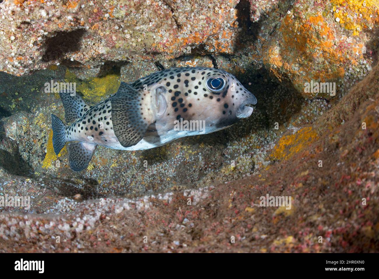 Spotfin burrfish (Chilommycterus reticulatus). Fish of the Canary