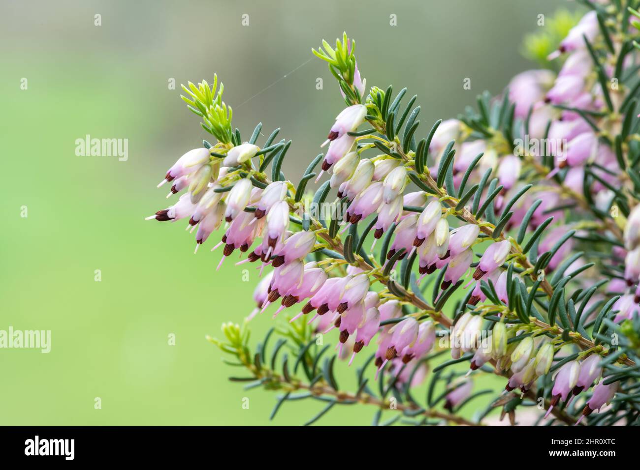Macro shot of pink heather (calluna vulgaris) in bloom Stock Photo