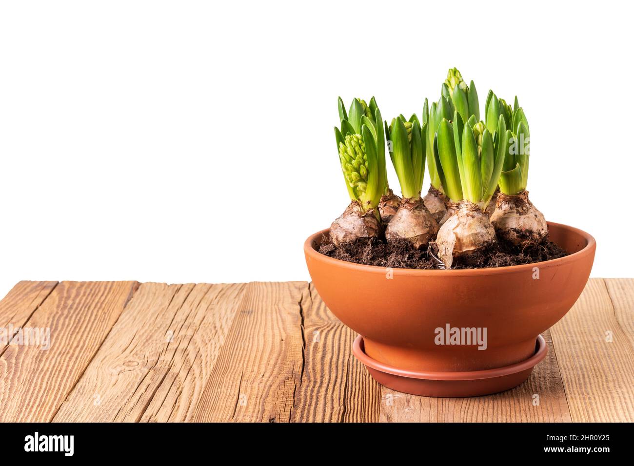 Hyacinths with buds growing in terracotta flower pot on rustic wooden table isolated against white background. Spring flowers design template. Stock Photo