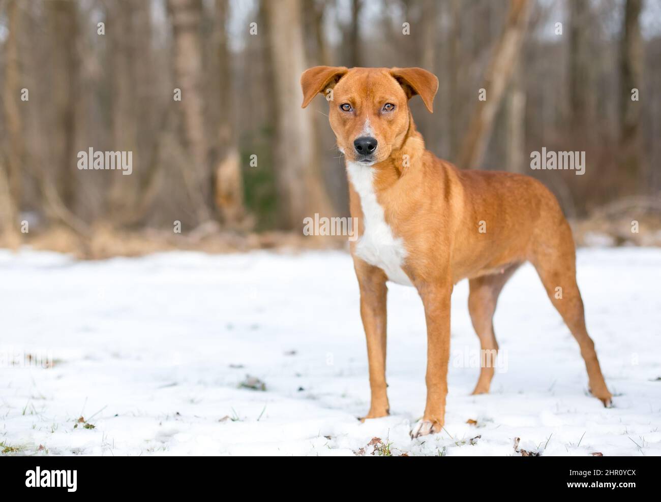 A young Terrier mixed breed dog with floppy ears standing outdoors in the snow Stock Photo