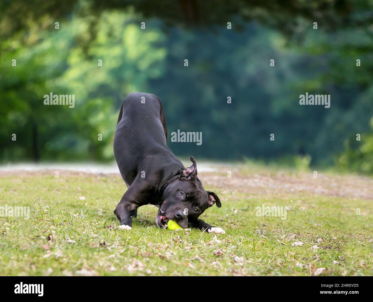 A black Pit Bull Terrier mixed breed dog chewing on a ball in a play bow position Stock Photo