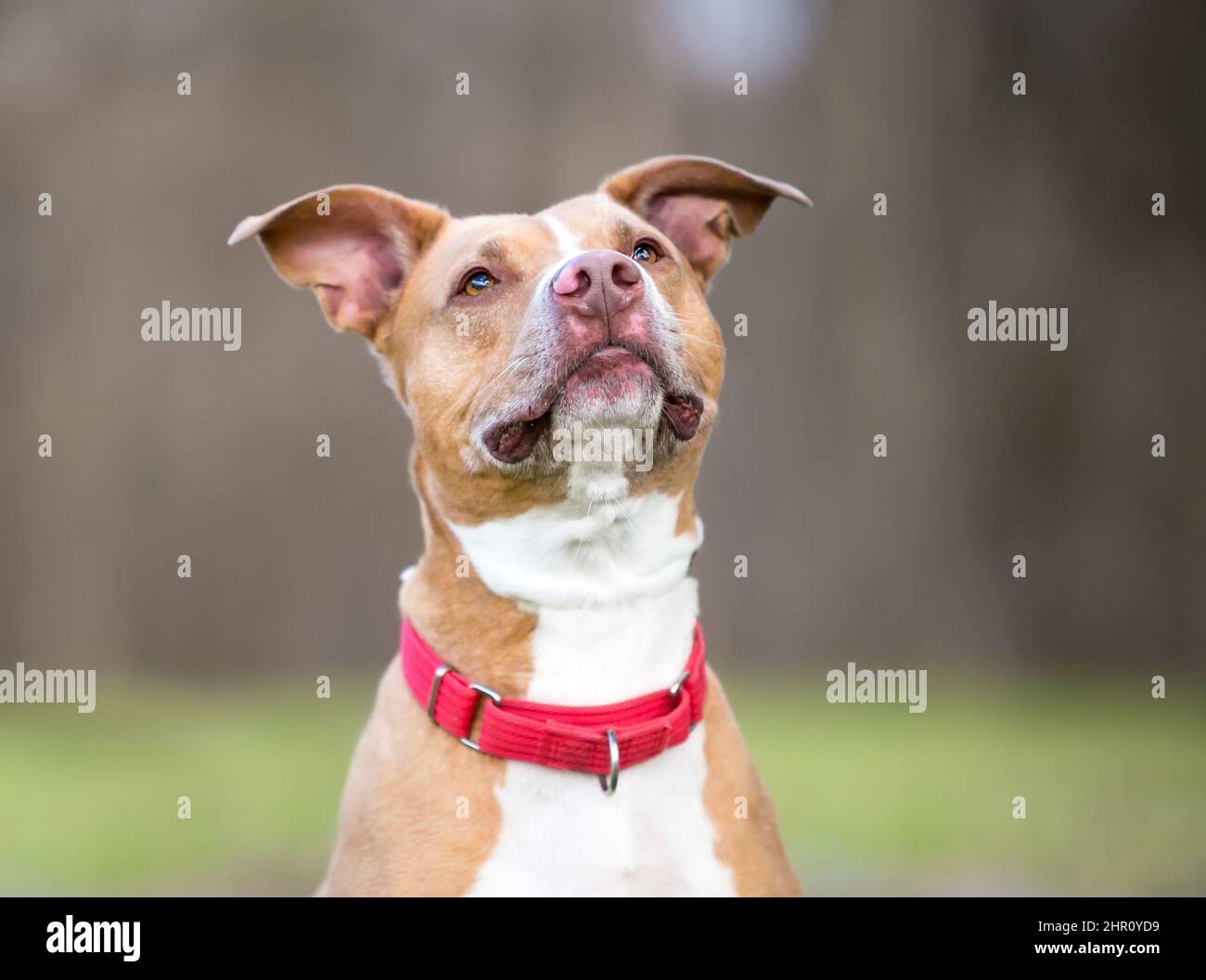 A friendly red and white Pit Bull Terrier mixed breed dog with large floppy ears and wearing a red collar Stock Photo