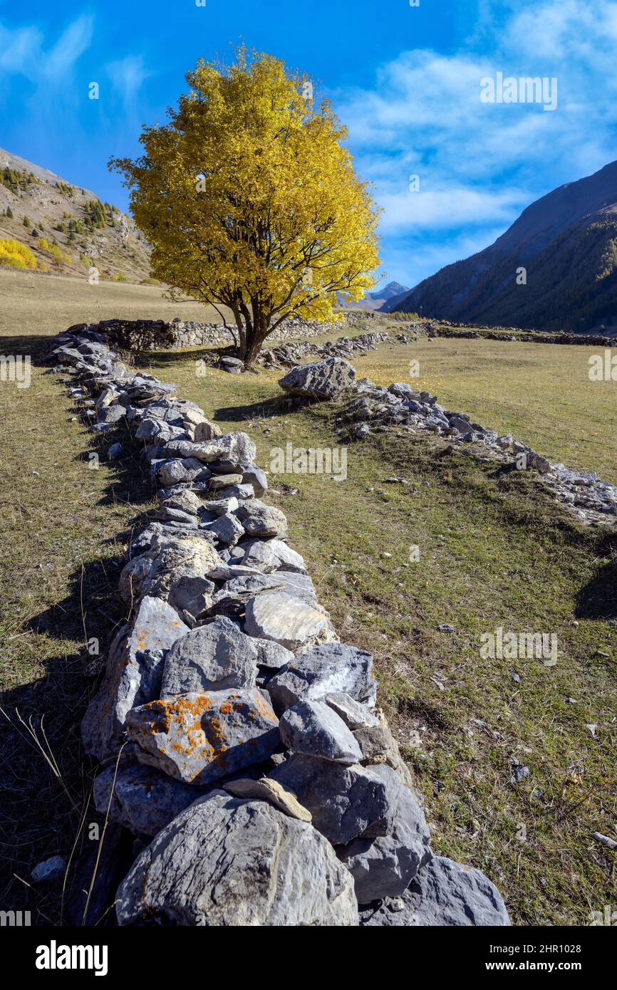 The Maljasset valley in Haute Ubaye. Old alpine path and maple tree in autumn foliage, Maljasset, Haute Ubaye, Alpes de Haute-Provence, France Stock Photo