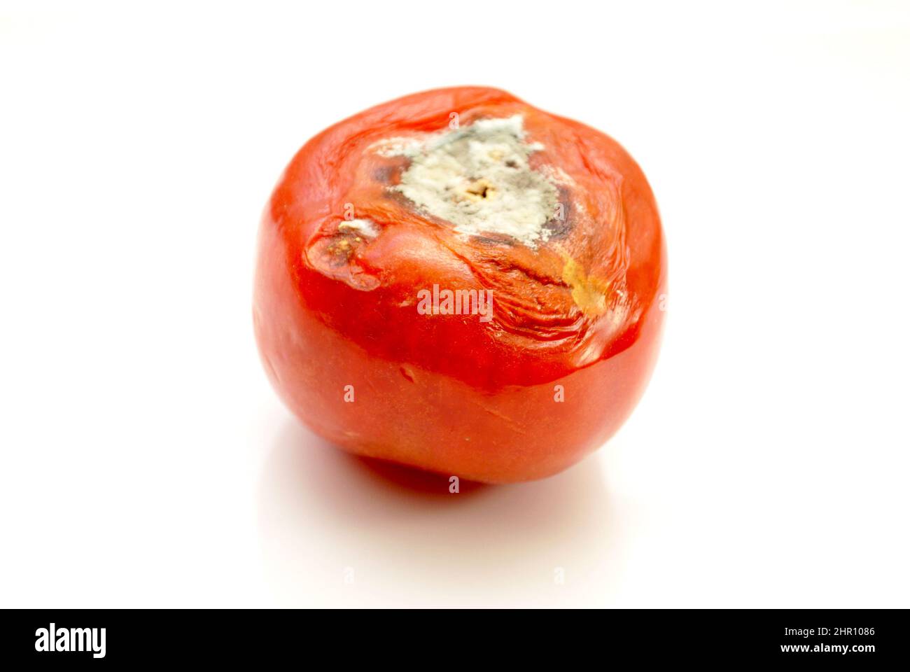A Rotting Tomato with Mold Growing on Top Stock Photo