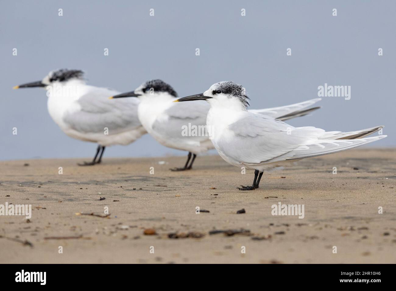 Sandwich Tern (Thalasseus sandvicensis), three adults in winter plumage standing on the sand, Campania, Italy Stock Photo
