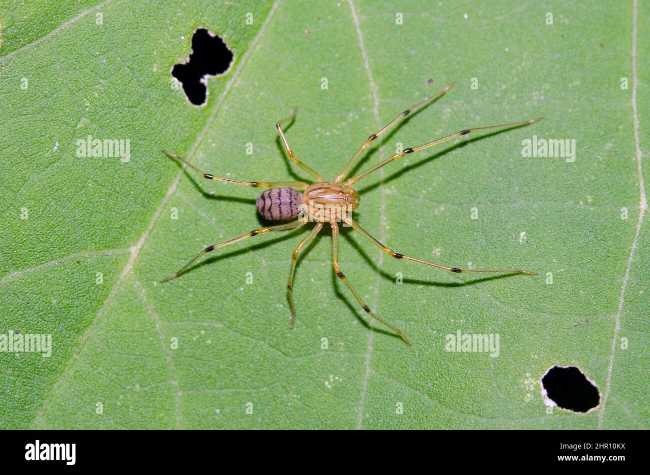Spitting Spider (Scytodes fusca), catch prey by spitting a fluid of