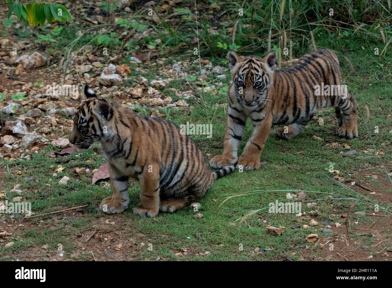 Sumatran tiger (Panthera tigris sumatrae) cubs, North Sumatra Stock Photo