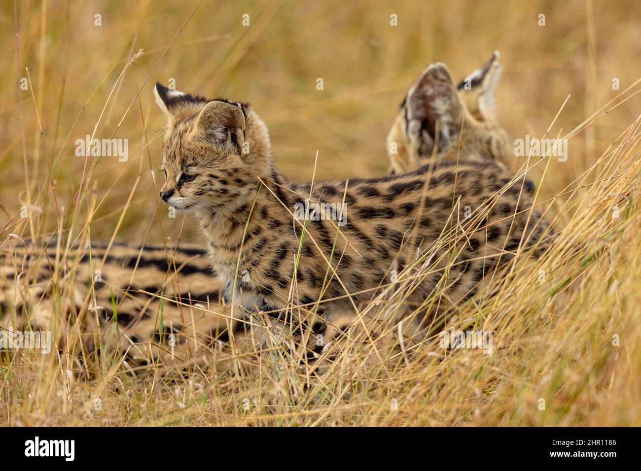 Serval (Leptailurus serval) in the savannah, cub (2 months old) with its mother, Masai Mara National Reserve, National Park, Kenya, East Africa Stock Photo