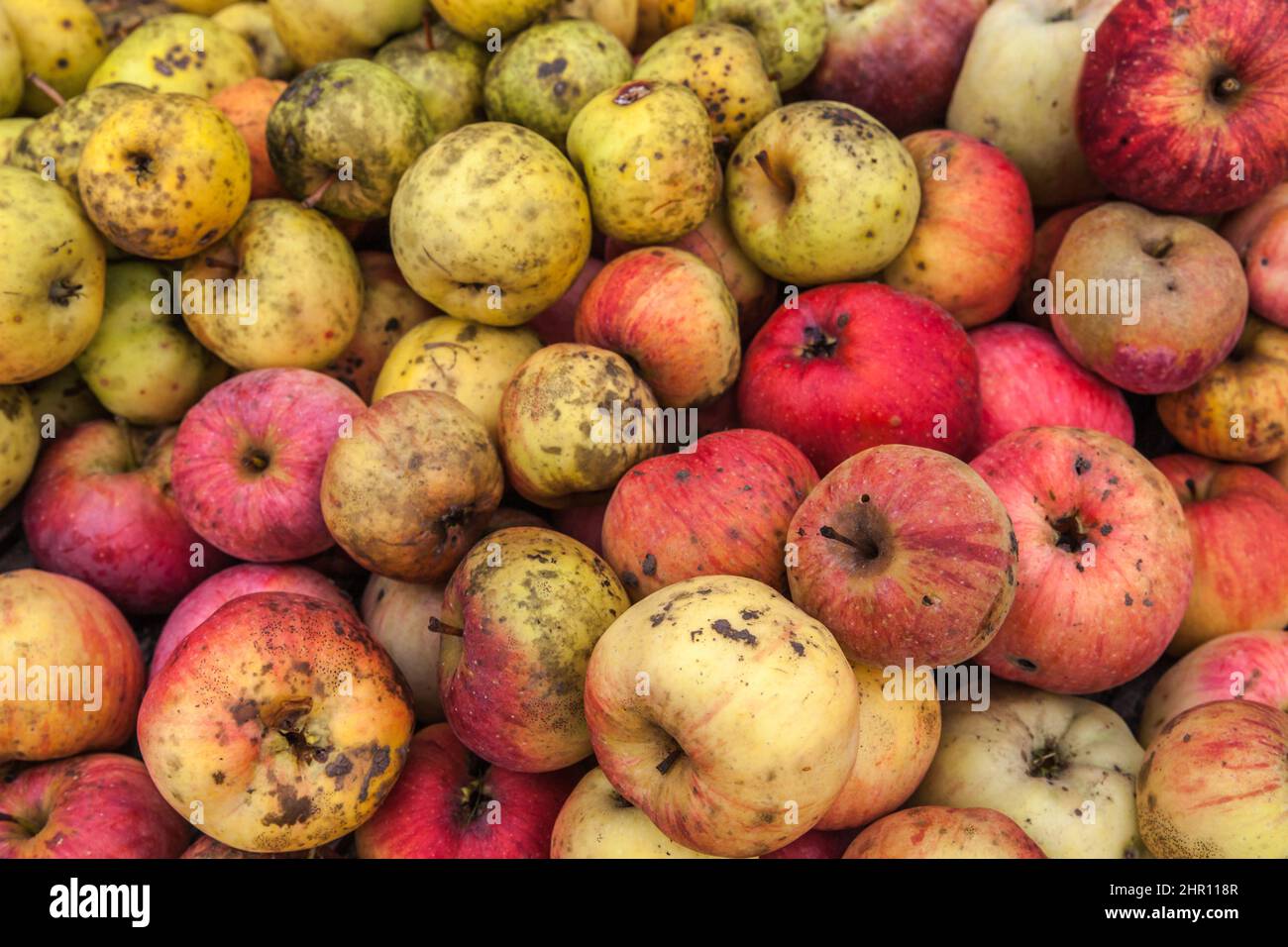 Pommes bio hi-res stock photography and images - Alamy