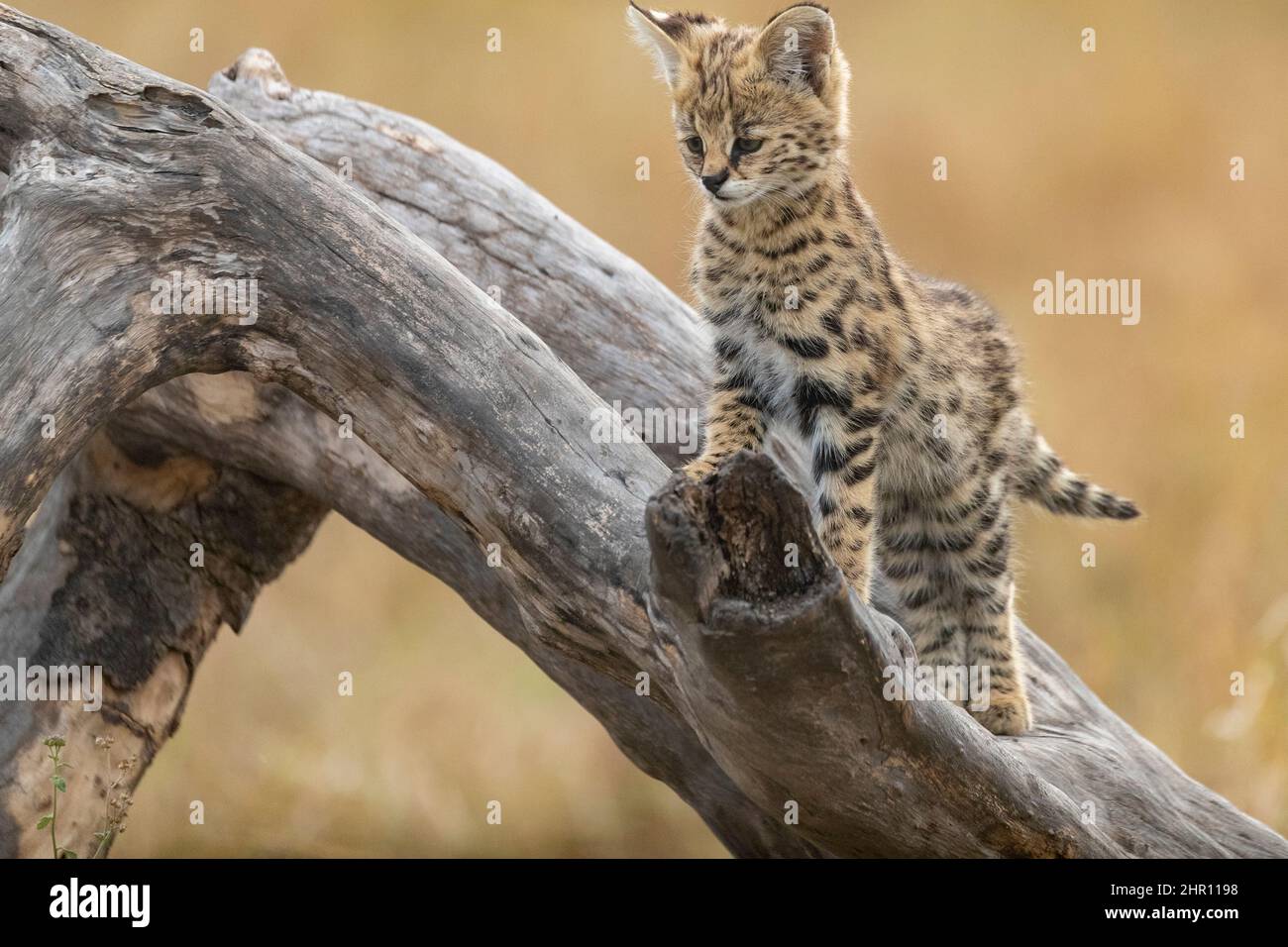 Serval (Leptailurus serval) in the savannah, cub (2 months old) on dead tree, Masai Mara National Reserve, National Park, Kenya, East Africa Stock Photo