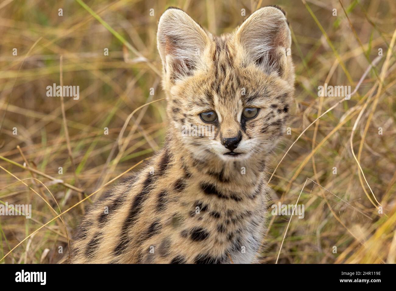 Serval (Leptailurus serval) in the savannah, cub (2 months old) near its mother, Masai Mara National Reserve, National Park, Kenya, East Africa Stock Photo