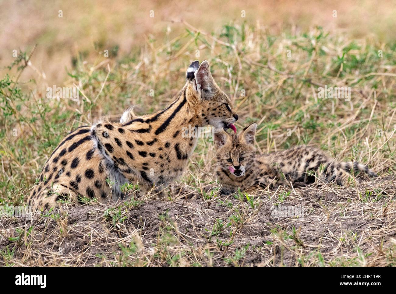 Serval (Leptailurus serval) in the savannah, cub (2 months old) with its mother, Masai Mara National Reserve, National Park, Kenya, East Africa Stock Photo