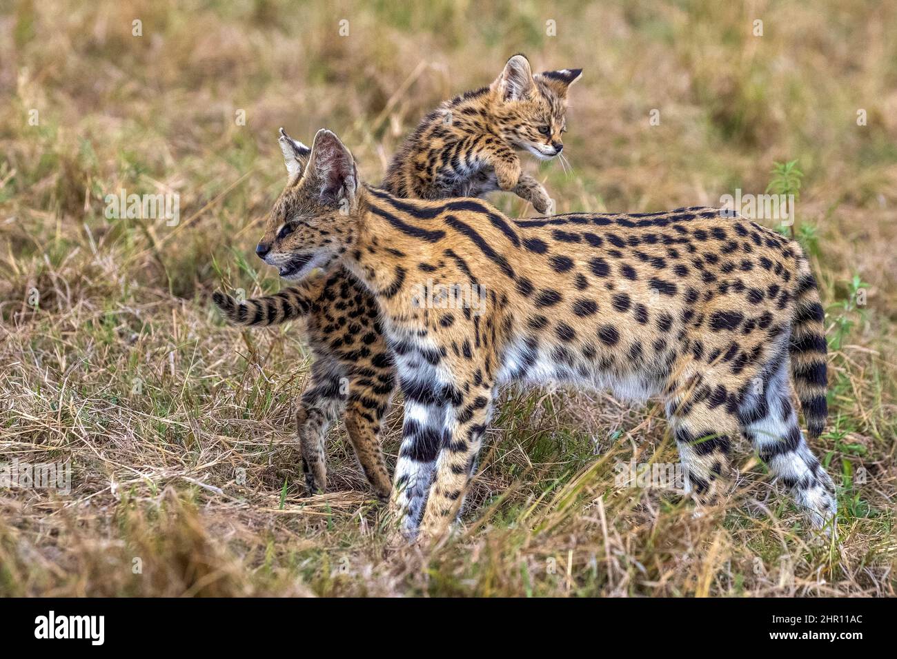 Serval (Leptailurus serval) in the savannah, cub (2 months old) jumped on the mother's back, Masai Mara National Reserve, National Park, Kenya, East A Stock Photo