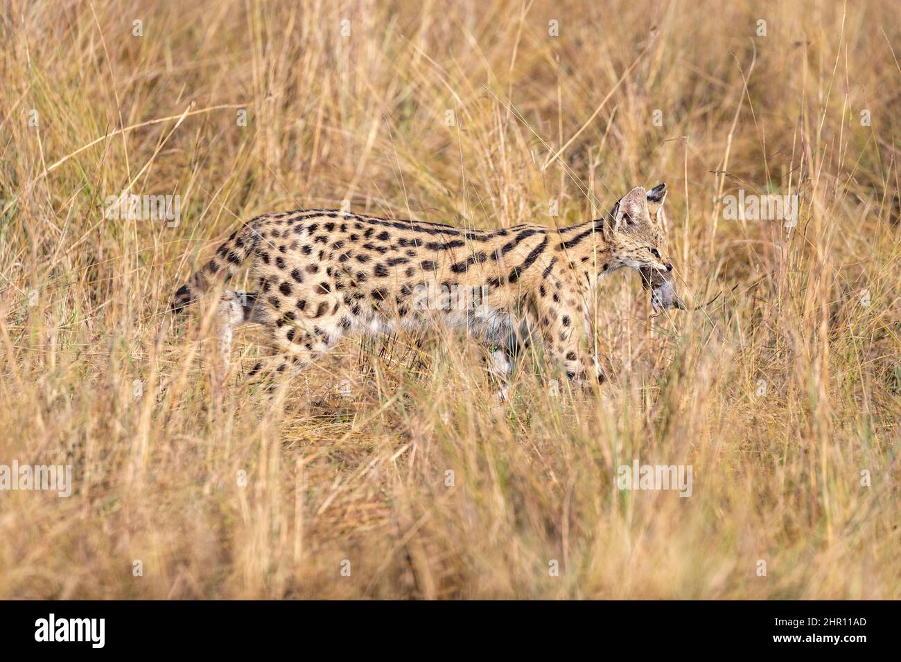 Serval (Leptailurus serval) female in the savannah, she caught a small rodent and bring it to its young, Masai Mara National Reserve, National Park, K Stock Photo