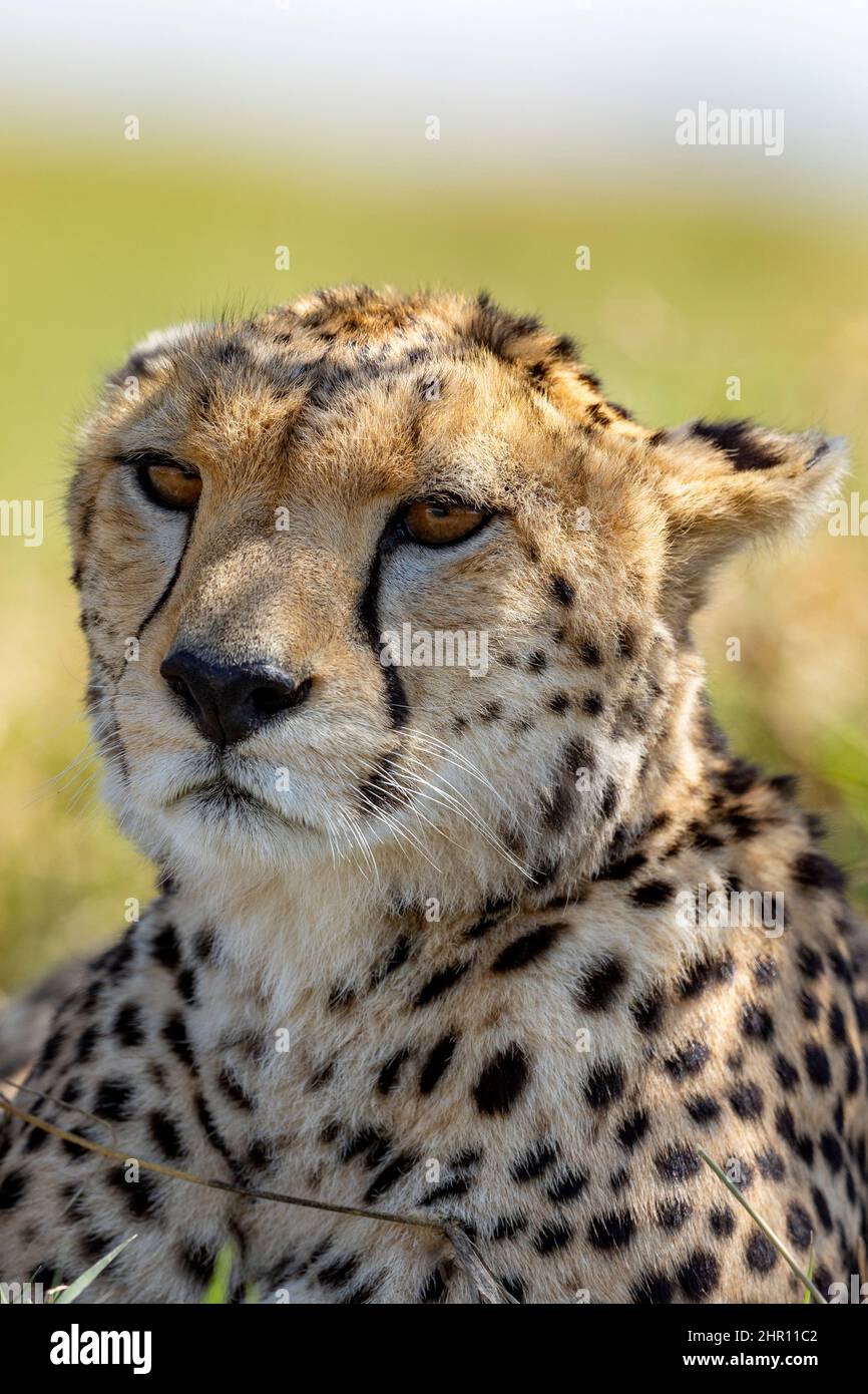 Cheetah (Acinonyx jubatus), in the savannah, Masai Mara National Reserve, National Park, Kenya, East Africa Stock Photo