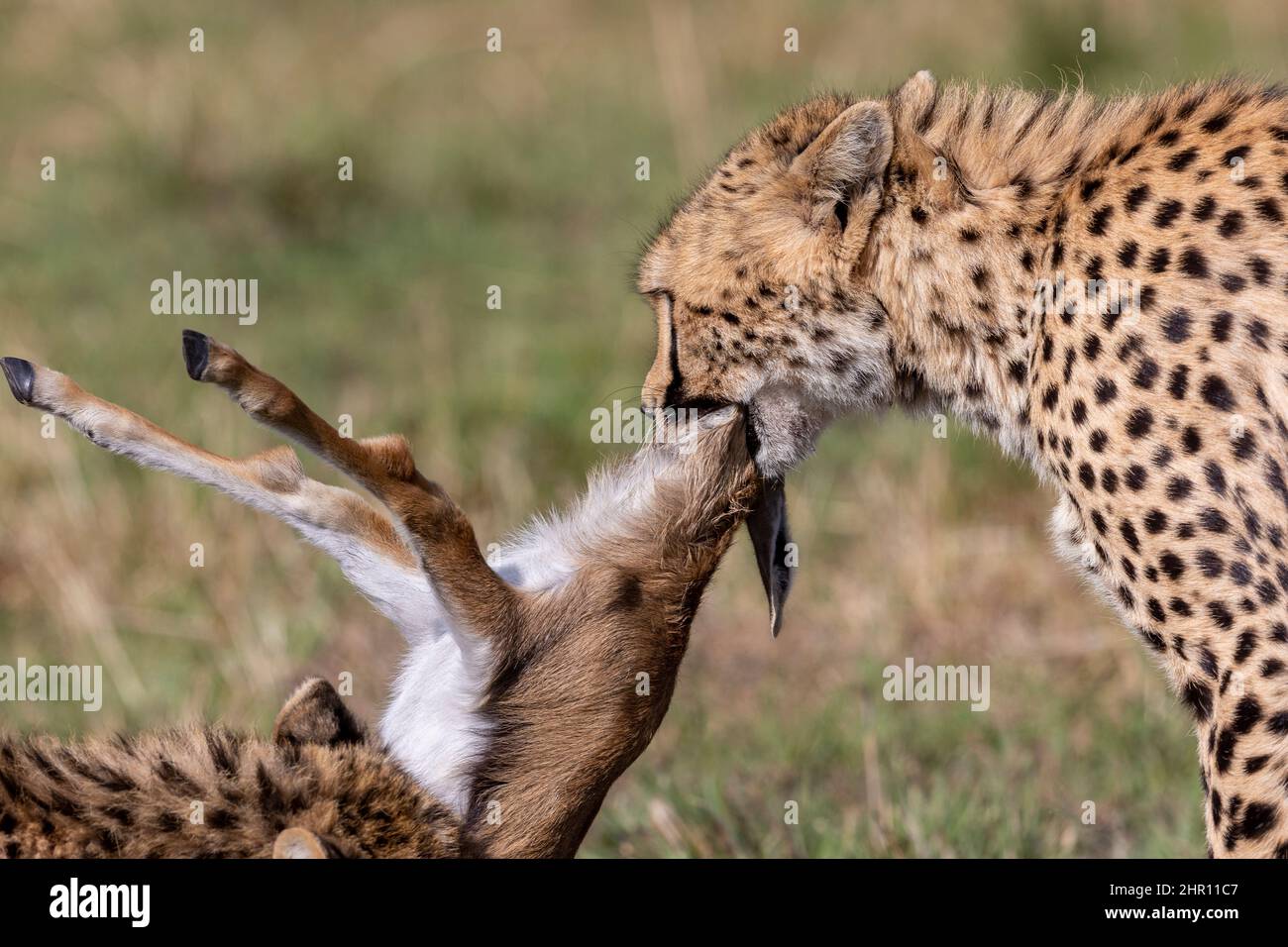Cheetah (Acinonyx jubatus), eating a Thomson's gazelle, Masai Mara National Reserve, National Park, Kenya Stock Photo
